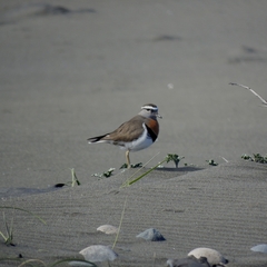 Charadrius modestus