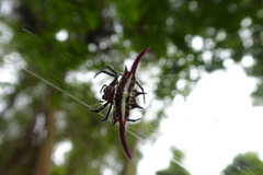 Gasteracantha milvoides