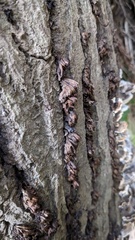 Xylobolus spectabilis