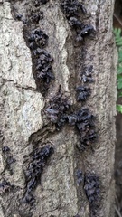 Xylobolus spectabilis