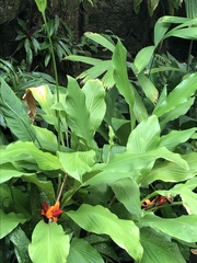 Hedychium horsfieldii
