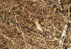 Emberiza