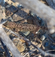 Hemidactylus robustus
