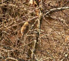 Emberiza