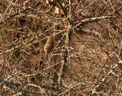Emberiza