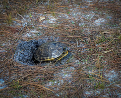Deirochelys reticularia