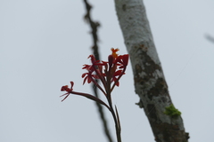 Epidendrum radicans