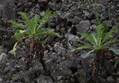 Sonchus daltonii