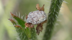 Psacasta tuberculata