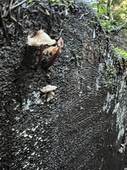 Gymnopus brassicolens