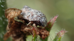 Psacasta tuberculata