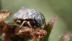 Psacasta tuberculata