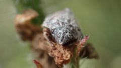 Psacasta tuberculata