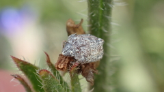 Psacasta tuberculata