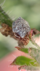 Psacasta tuberculata