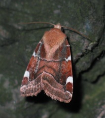 Cosmia diffinis