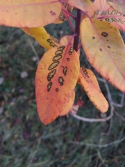 Cotinus coggygria