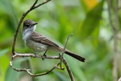 Myiarchus ferox