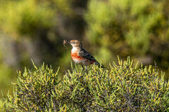 Epthianura tricolor
