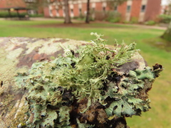 Ramalina subleptocarpha