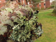 Ramalina subleptocarpha