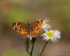 Phyciodes tharos