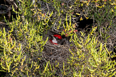 Epthianura tricolor