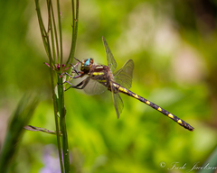 Cordulegaster bilineata