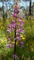 Dipodium punctatum