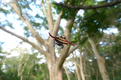 Gasteracantha milvoides