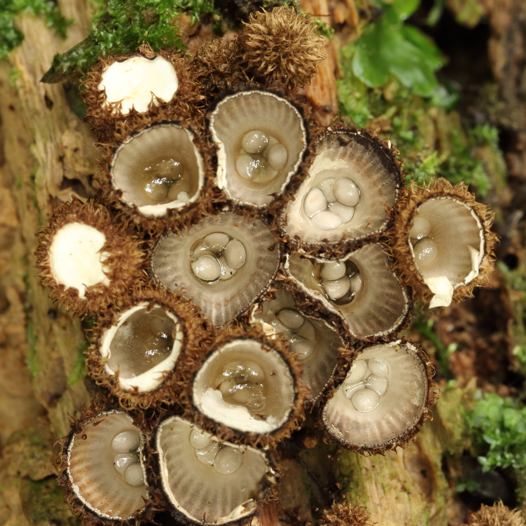 fluted bird's nest fungus from Woodhaugh Gardens, Dunedin, Otago, NZ on