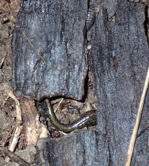 Aneides flavipunctatus