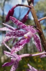 Dipodium punctatum