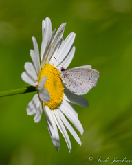 Celastrina neglecta
