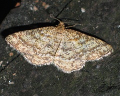 Heliomata glarearia