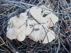 Hydnum oregonense
