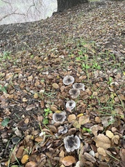 Tricholoma griseoviolaceum