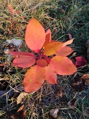 Cotinus coggygria
