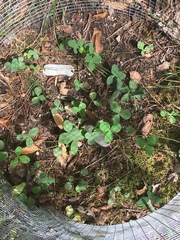 Trifolium calcaricum
