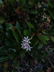 Cordia alliodora