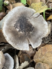 Tricholoma griseoviolaceum