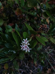 Cordia alliodora