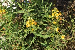 Dittrichia viscosa