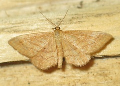 Idaea rufaria