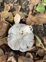 Tricholoma griseoviolaceum