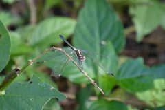 Hemistigma albipunctum
