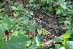 Hemistigma albipunctum