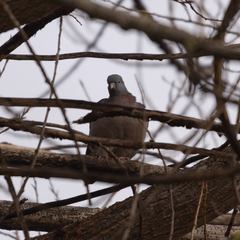 Columba palumbus