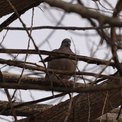 Columba palumbus