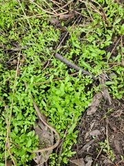 Alternanthera denticulata